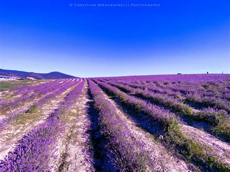 A Special Journey Through The Lavender Fields In Tuscany Visit Tuscany
