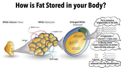 Adipose Tissue Macrophages When Fat Goes Bad Maria Conley Md
