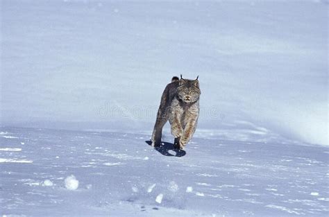 Canadian Lynx Lynx Canadensis Adult Running On Snow Canada Stock
