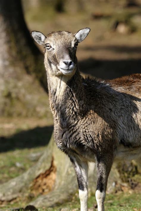Mouflon Ovis Aries Stock Photo Image Of Looking Cute 14792582