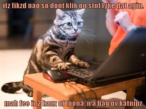 Tech Support Kitten In 2020 Kitten Cat Training Funny Cat Memes