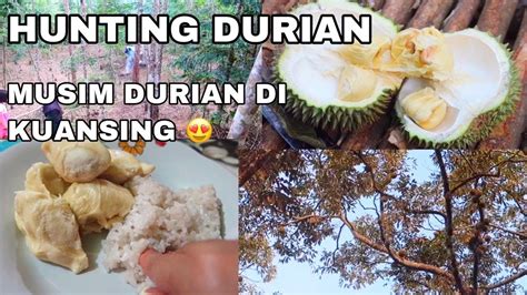 Buah ciplukan yang sedang naik daun. Makan DURIAN Langsung di KEBUN DURIAN nya | MUSIM DURIAN ...