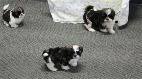 Hand delivery service of our shih tzu puppies is available throughout the usa and across the globe! Shih Tzu Puppies For Sale - YouTube