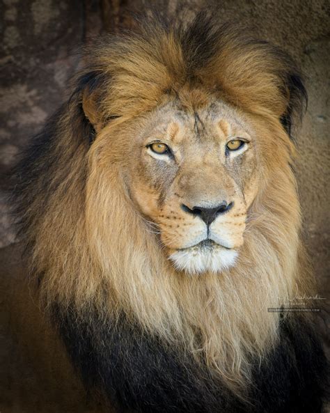 Close Up Photo Of A Beautiful Male Lion At Denver Zoo