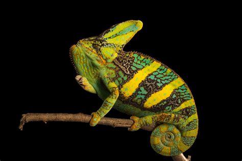 Veiled Chameleon Facts And Photos