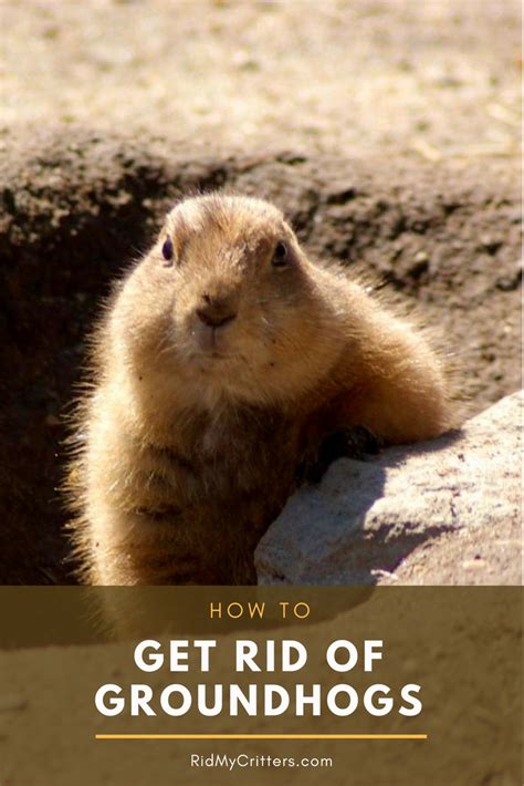 How To Get Rid Of Groundhogs Fast So They Dont Destroy Your Yard