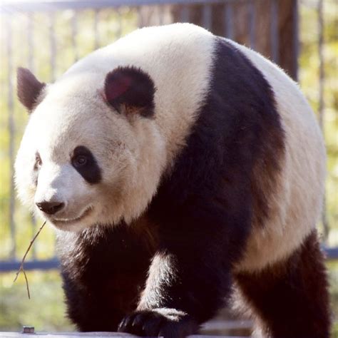 Pin By Patnida Panda On Meng Lan Giant Panda Animals Wild Panda Bear