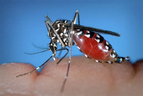 Asian Tiger Mosquito Photograph By Cdcscience Photo Library