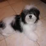 lhasa poo lhasa apso poodle mix info temperament puppies pictures