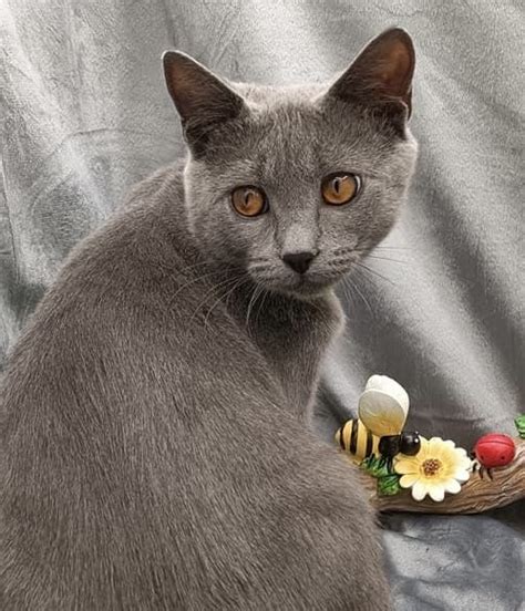 Tormond A Beautiful Chartreux Male Kitten Originally From France