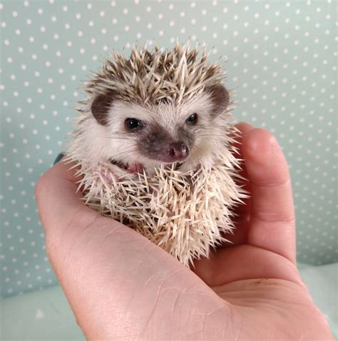How do I keep my hedgehog from hibernating? - Pins and Needles Hedgehogs
