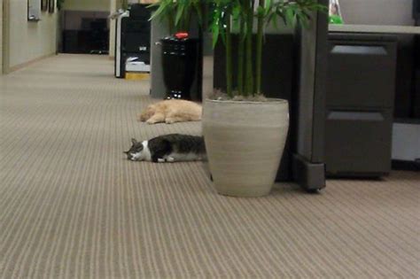 21 Office Cats Hard At Work Officing Cuteness