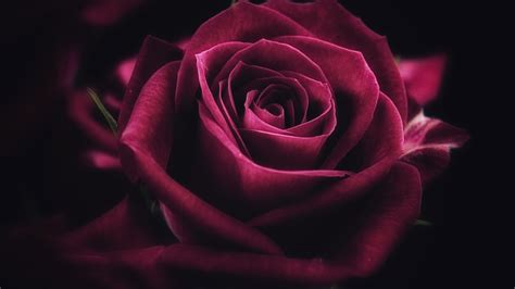 Download Wallpaper 3840x2160 Red Rose Close Up Petals