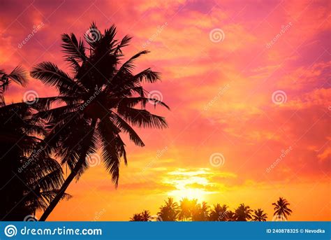 Vibrant Tropical Sunrise With Palm Trees Stock Image Image Of
