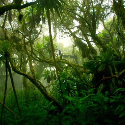 Tropical Rainforest Biome Lets Talk Science