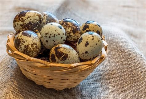 Help! My quail aren’t laying eggs! - Southwest Gamebirds