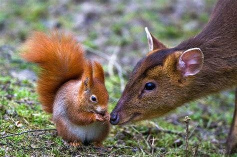 Muntjac Nuzzling Red Squirrel Wins British Wildlife Centres Photo Of