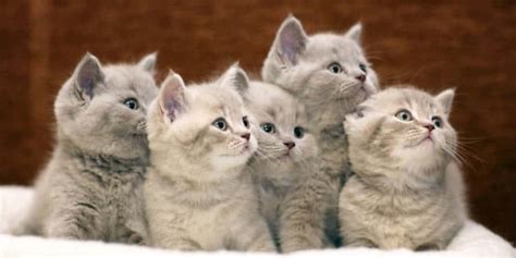 The first is that cats are territorial. Adding Up the New Additions: How Many Kittens Do Cats Have ...