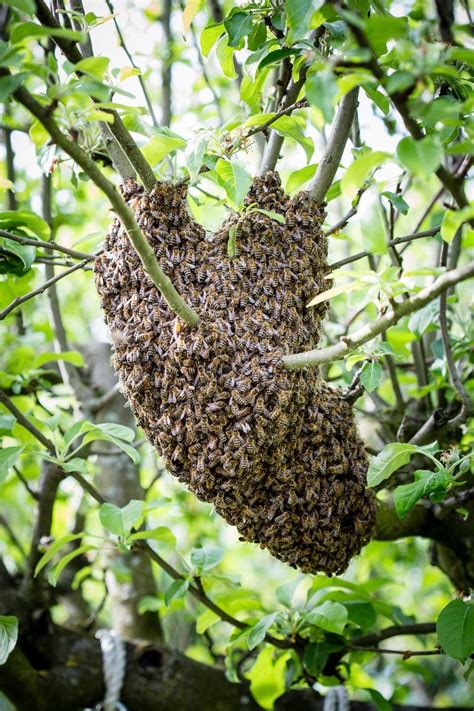 Bienen und insekten brauchen lebensraum im garten oder auf dem balkon. Unser Garten - Jahresrückblick 2018 - Der kleine ...
