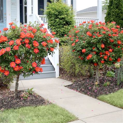 Coral Knock Out Rose Tree Stunning Coral Blooms Plantingtree