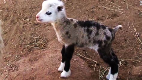 See Adorable Rare Sheep Goat Hybrid Cnn Video
