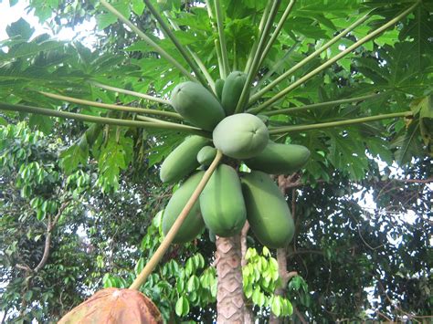 Cara menge tut pokok betik supaya berbuah cepat dan super. Mak Tam Kg.Beng: tanam-tanaman part 1