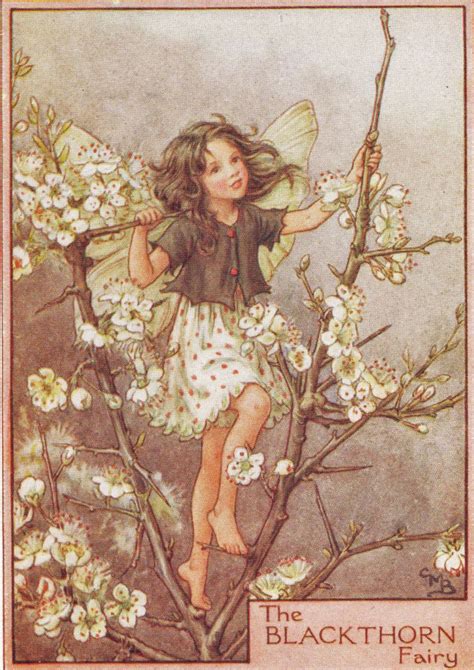 Flower Fairies The Blackthorn Fairy Vintage Print C1930 By Etsy Denmark