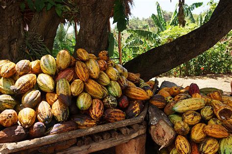 Land sind die elfenbeinküste (56 %), nigeria (19 %), ghana (17 %) und ecuador (4 %). Kakao Plantage - Bilder und Stockfotos - iStock