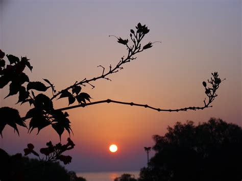 Free Images Beach Sea Tree Nature Horizon Branch Silhouette