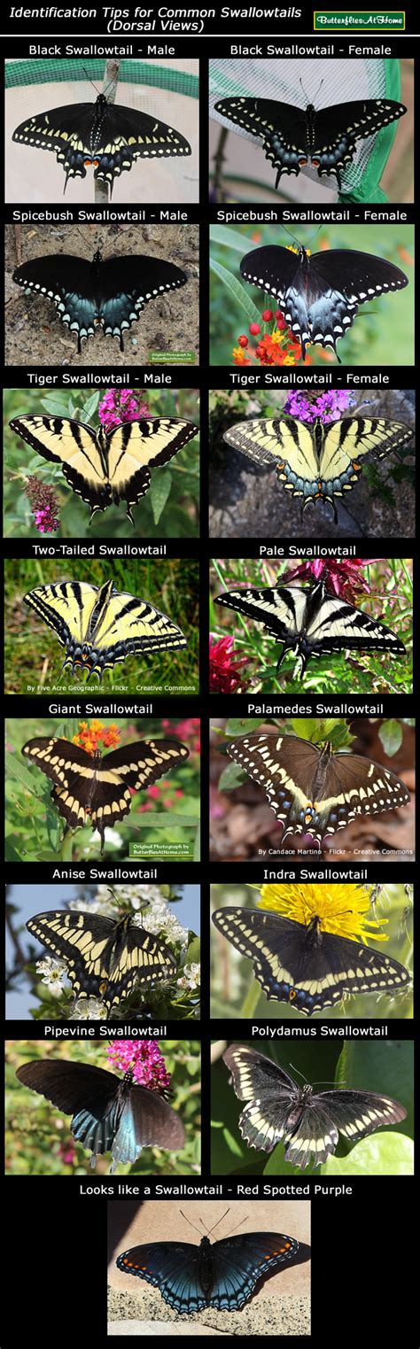 Swallowtail Papilionidae Identification Life Cycle 52 OFF