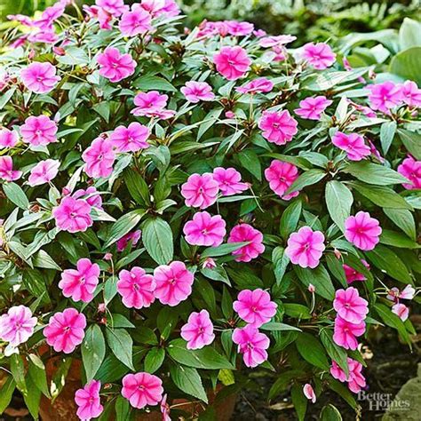 17 Best Shade Plants To Add Color To Your Landscape Full Shade