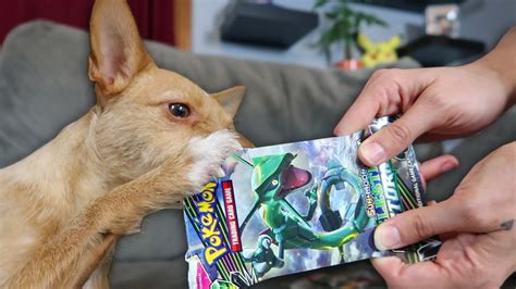 Maybe you would like to learn more about one of these? I TAUGHT MY DOG EEVEE HOW TO OPEN HER OWN POKEMON CARDS! - YouTube