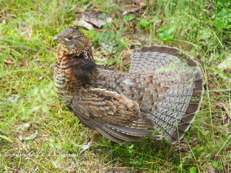 Female Ruffed Grouse Siderius Photos