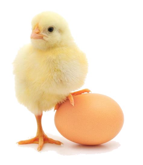 Baby Chicken Png Free Download Png Arts