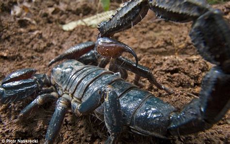 Scientists Unveil 20 New Species But With A Blue Scorpion And A