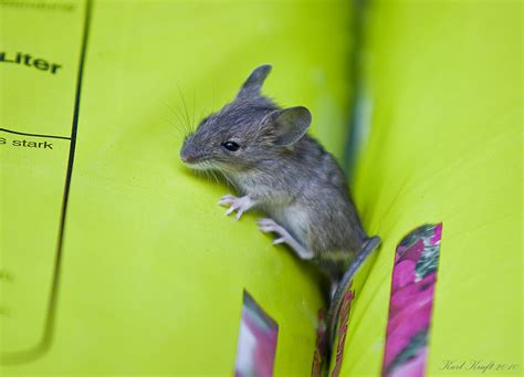 Maybe you would like to learn more about one of these? Maus im Garten Foto & Bild | tiere, wildlife, säugetiere ...