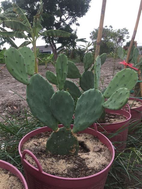 How to grow prickly pear, different tips about growing prickly pear these pictures of this page are about:propagate prickly pear cactus. Nopal Prickly Pear Cactus-Edible Cactus-Opuntia Stricta 14