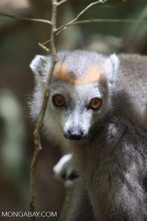 Female Crowned Lemur Eulemur Coronatus Madagascar3999
