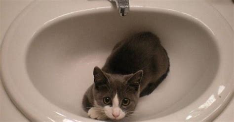 Cat In A Sink Imgur