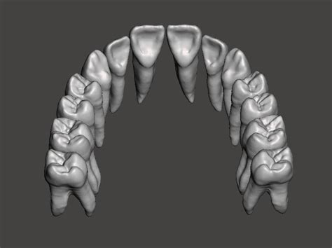 Maxillary Human Teeth Full Arch 3d Model 3d Printable Cgtrader