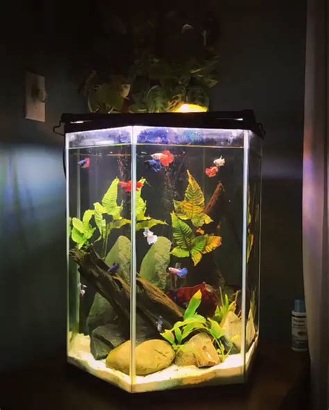 Unique Betta Fish Tank Ideas Bettakus