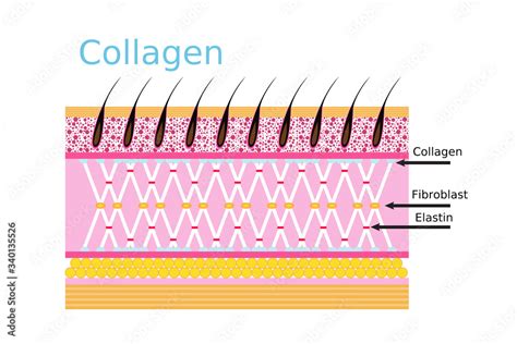 Collagen Connective Tissue Skin Diagram Stock Vector Adobe Stock