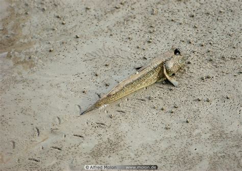 Call to action on improved digitalization through the use of un/cefact standards. Photo of Mudskipper. Kuching Wetlands national park ...
