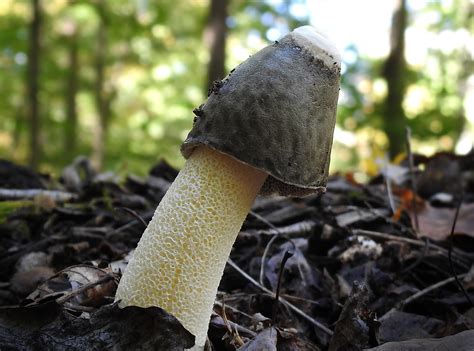 Reflections On Eating Stinkhorn Eggs Learn Your Land