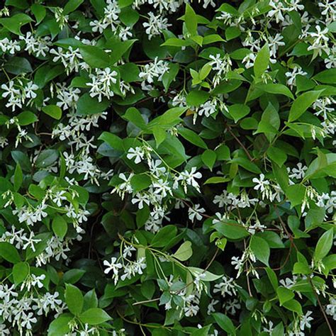 Flowering Shrubs Trachelospermum Jasminoides 3g