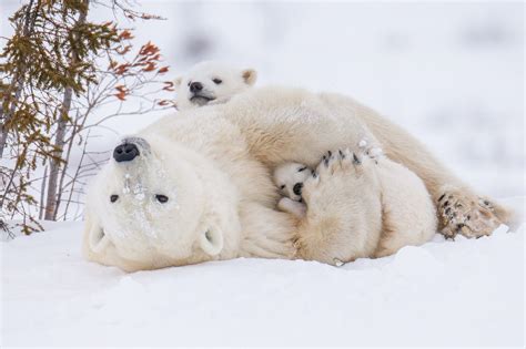 Two Polar Bear Cubs Cuddle With Their Mother In This National