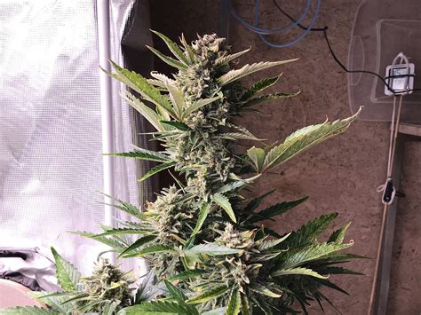 FastBuds Purple Lemonade grow journal by Momgrowsthechronic - GrowDiaries