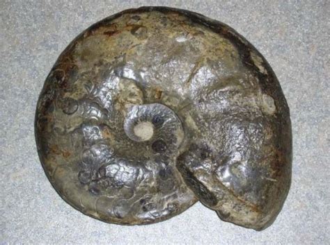 We did not find results for: Mineralienatlas Lexikon (english Version)