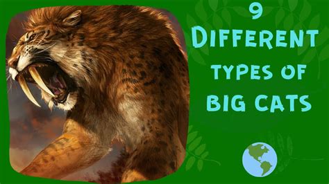 9 Different Types Of Big Cats In The World Youtube