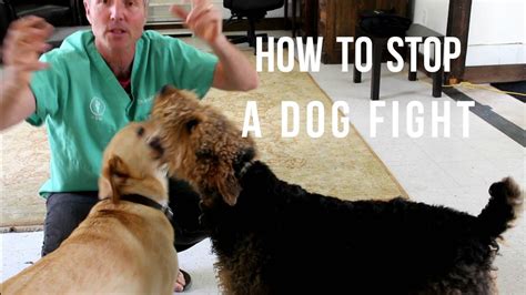 How To Stop Dog Fighting Youtube
